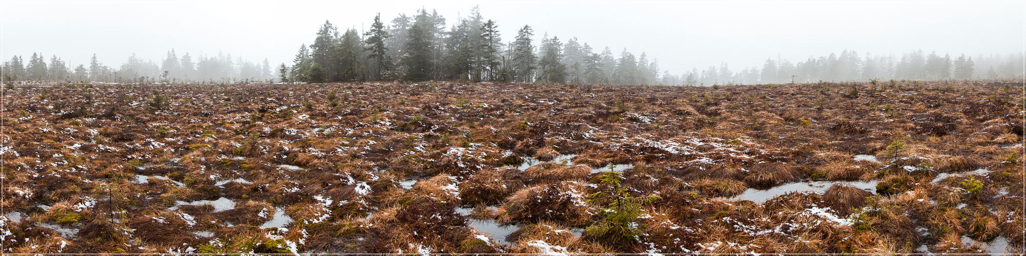 Hochmoor - Harz