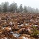 Hochmoor - Harz