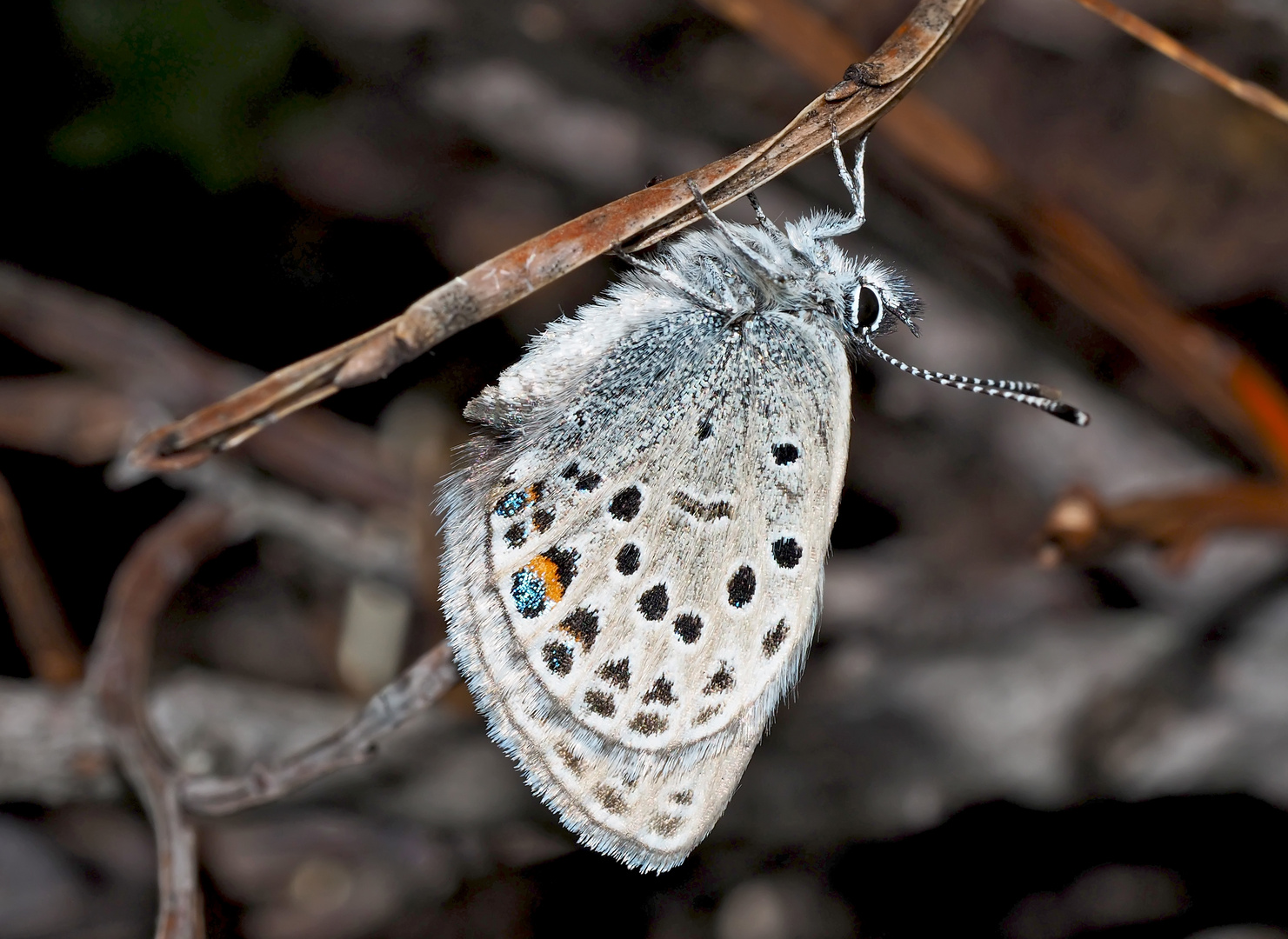 Hochmoor-Heidelbeerenbläuling (Plebejus optilete) * - L'Azuré de la Canneberge.