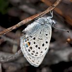 Hochmoor-Heidelbeerenbläuling (Plebejus optilete) * - L'Azuré de la Canneberge.