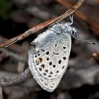 Hochmoor-Heidelbeerenbläuling (Plebejus optilete) * - L'Azuré de la Canneberge.