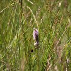 Hochmoor Hinterzarten, wilde Orchidee (Knabenhelmkraut)