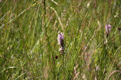 Hochmoor Hinterzarten, wilde Orchidee (Knabenhelmkraut)