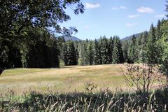 Hochmoor Hinterzarten, Wollgras