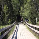 Hochmoor Hinterzarten, Wollgras