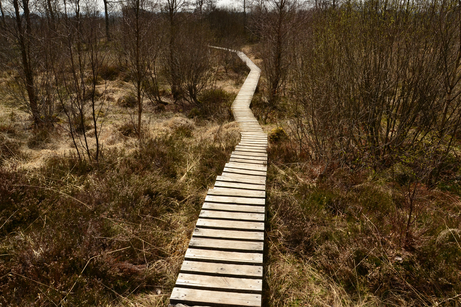 Hochmoor Hohes Venn