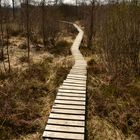 Hochmoor Hohes Venn