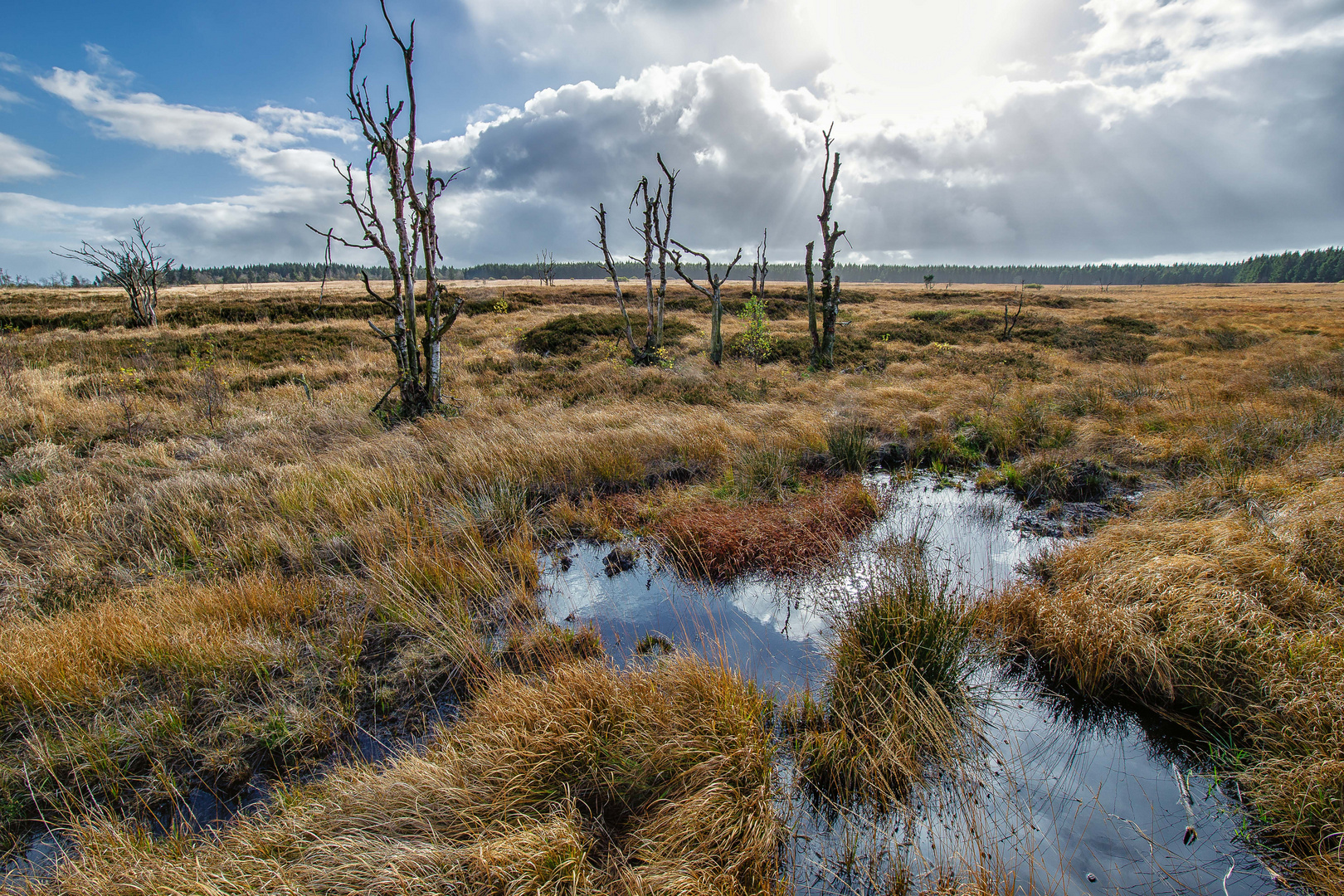 HOCHMOOR I Foto & Bild europe, benelux, landschaft Bilder auf