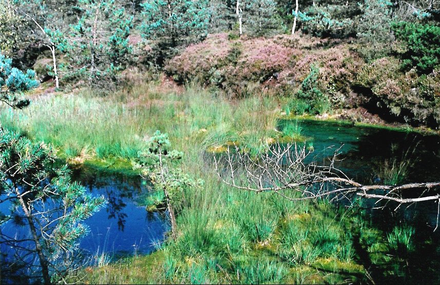 Hochmoor im Chiemgau