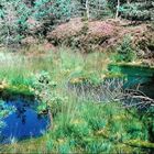 Hochmoor im Chiemgau