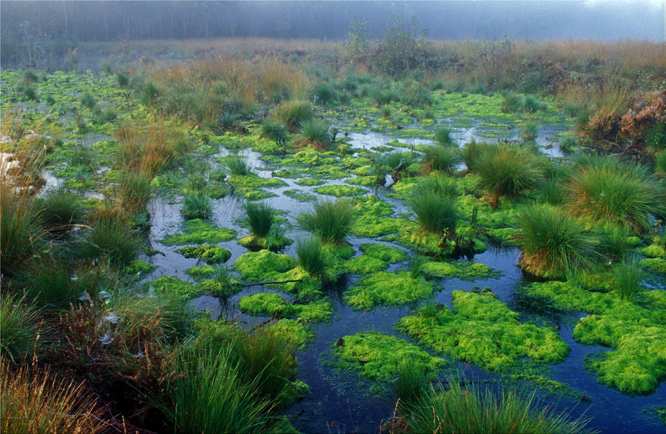 Hochmoor im Frühnebel