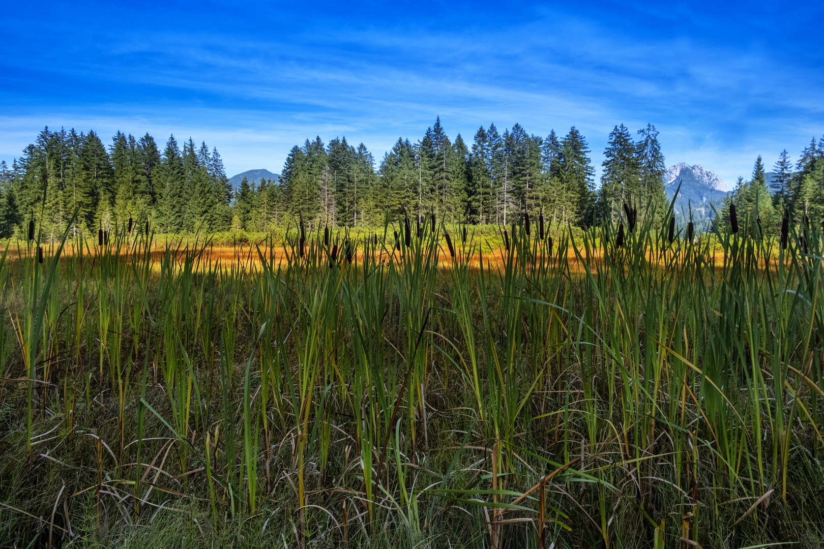 Hochmoor im Herbst