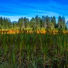 Hochmoor im Herbst