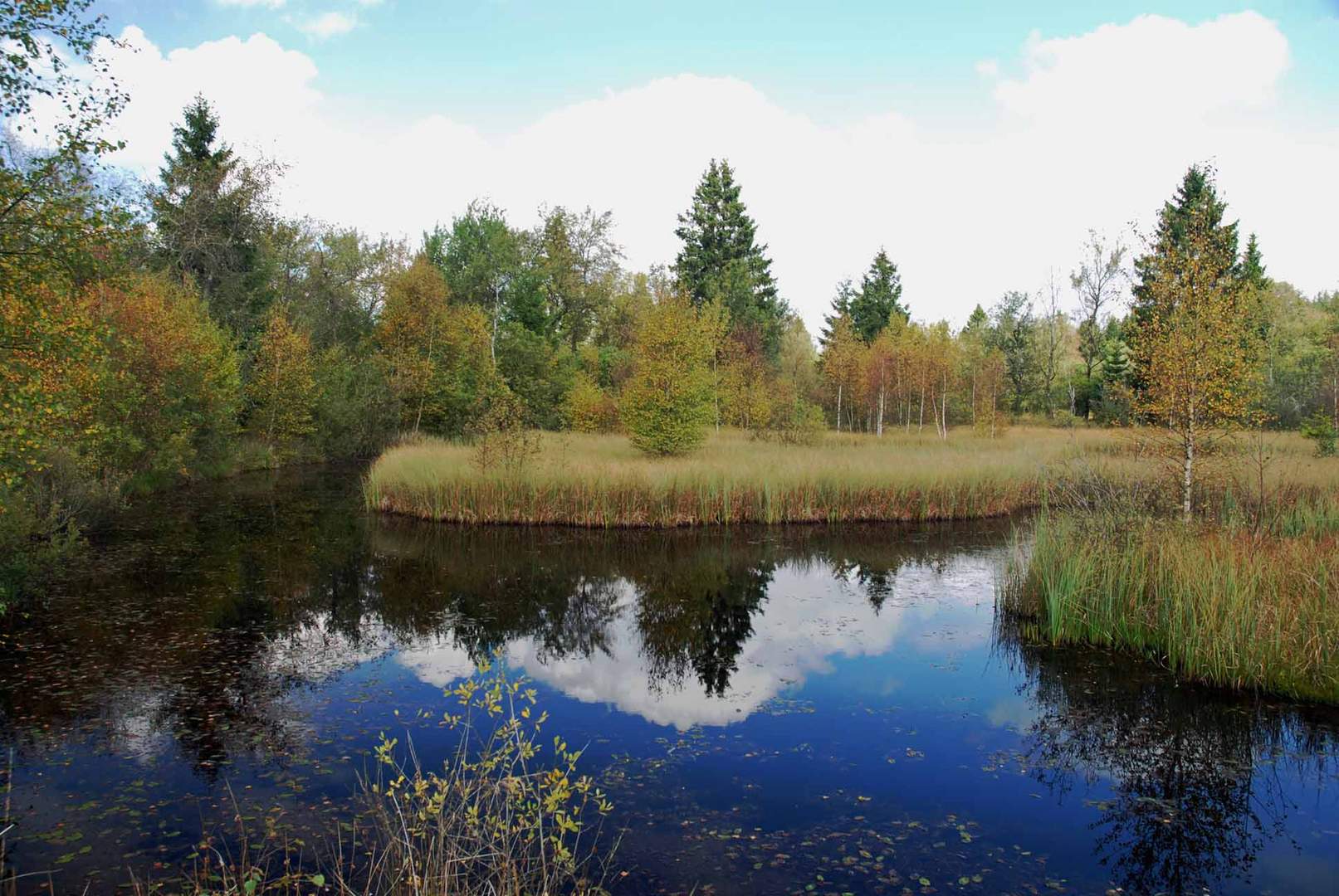 Hochmoor im Hohen Venn