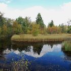 Hochmoor im Hohen Venn