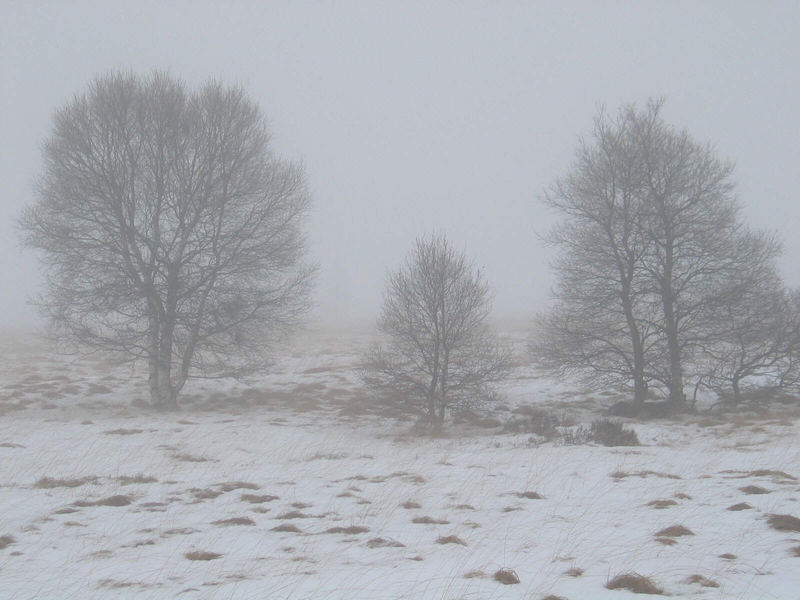 Hochmoor im Januar