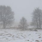 Hochmoor im Januar