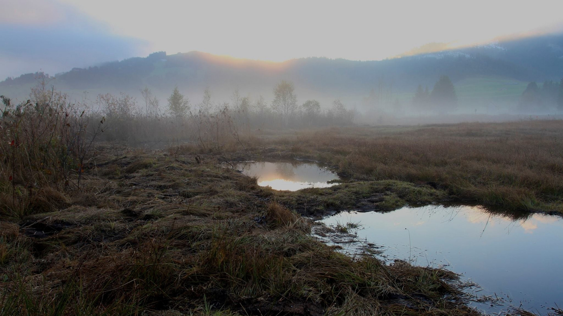 Hochmoor im Morgentau