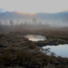 Hochmoor im Morgentau