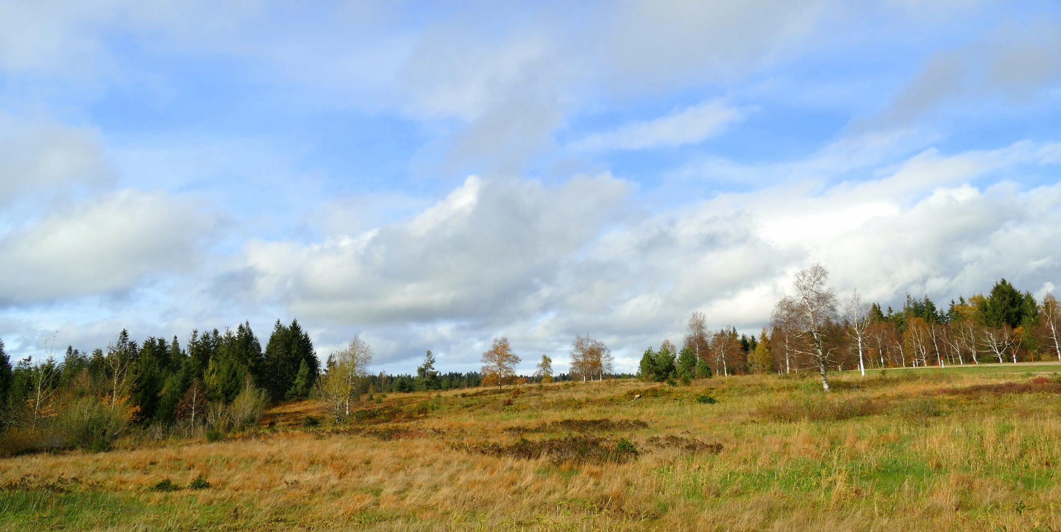 °°°° Hochmoor im Nordschwarzwald °°°°