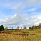 °°°° Hochmoor im Nordschwarzwald °°°°