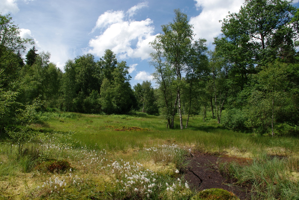 Hochmoor im Odenwald