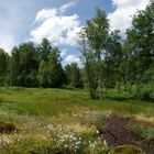 Hochmoor im Odenwald