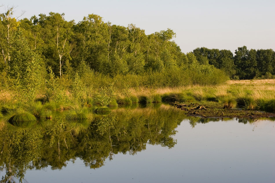 Hochmoor im Spiegelbild