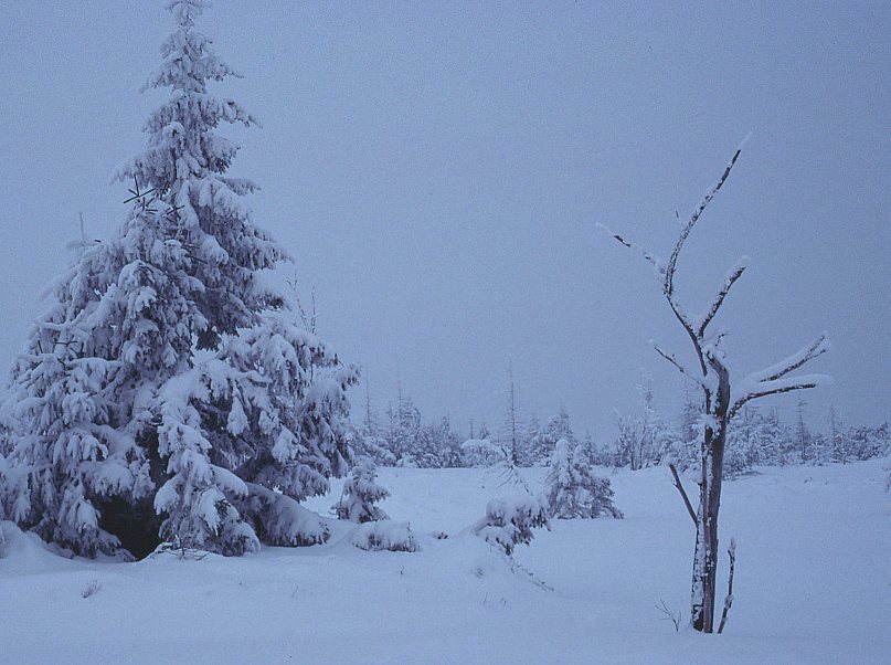 Hochmoor im Winter 02