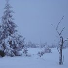 Hochmoor im Winter 02