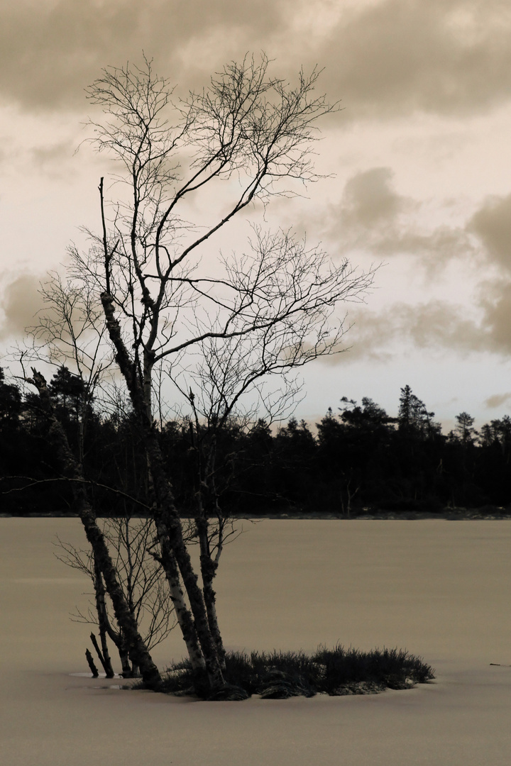 Hochmoor im Winter