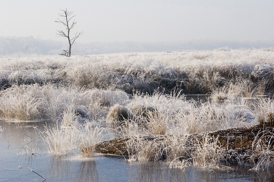 Hochmoor im Winterhand