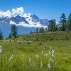 Hochmoor in den Walliser Alpen