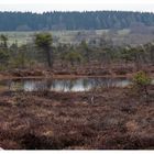 Hochmoor in der Rhön