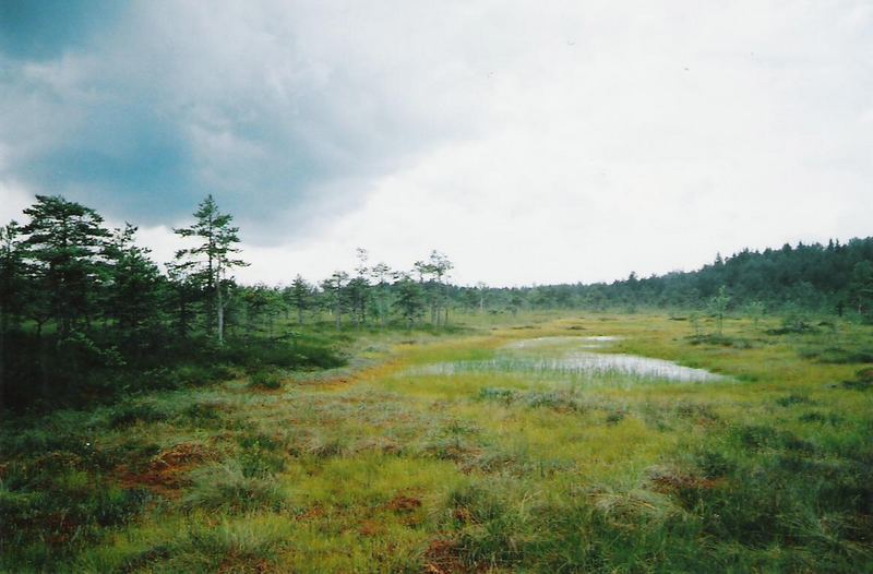 Hochmoor in Estland