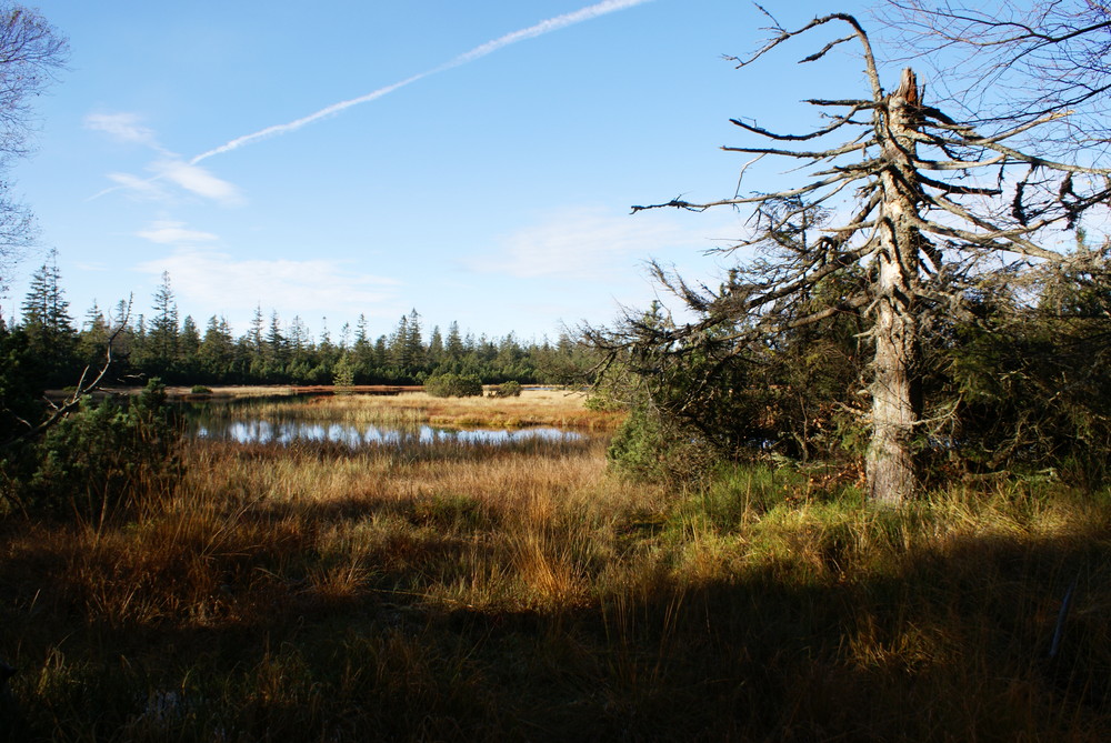 Hochmoor in Gernsbach