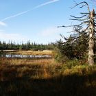 Hochmoor in Gernsbach