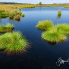 Hochmoor in Ost Belgien