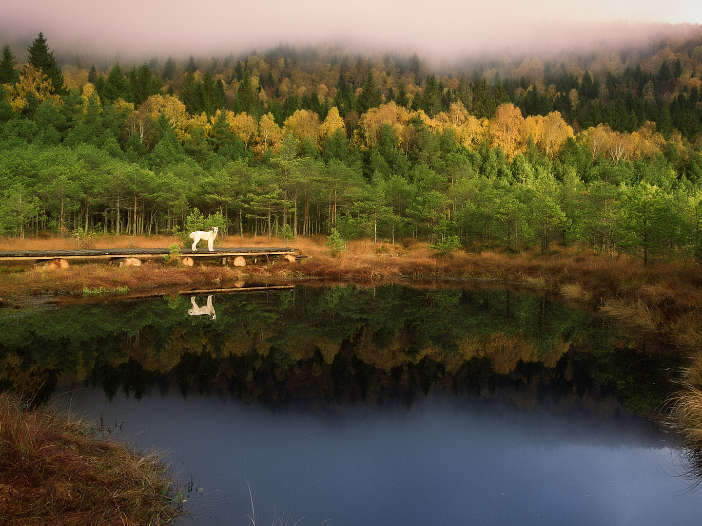 Hochmoor in Transsilvanien