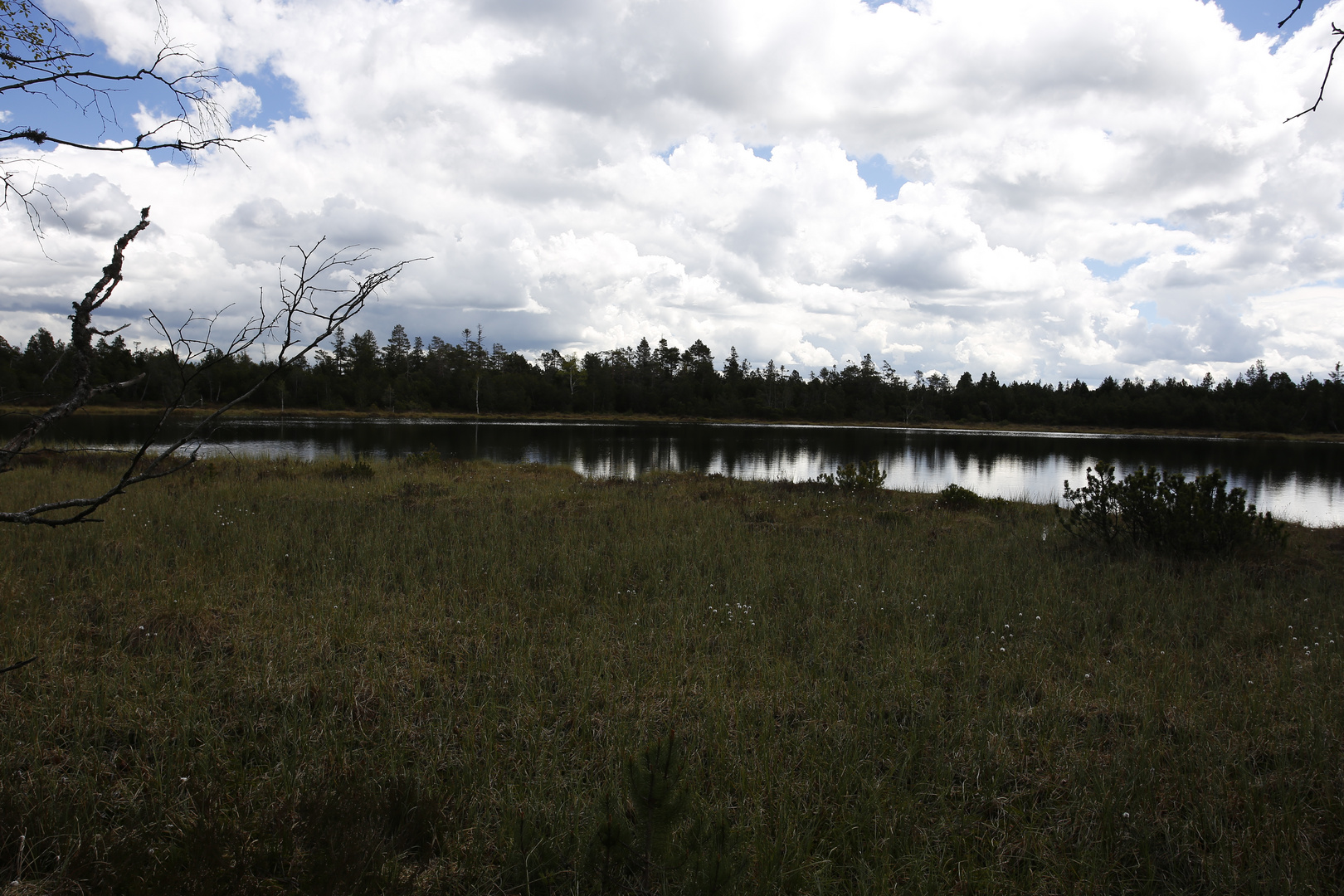 Hochmoor Kaltenbronn