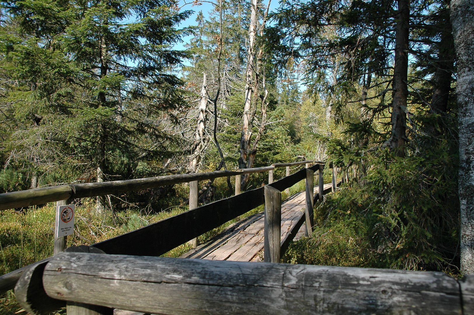 Hochmoor Kaltenbronn