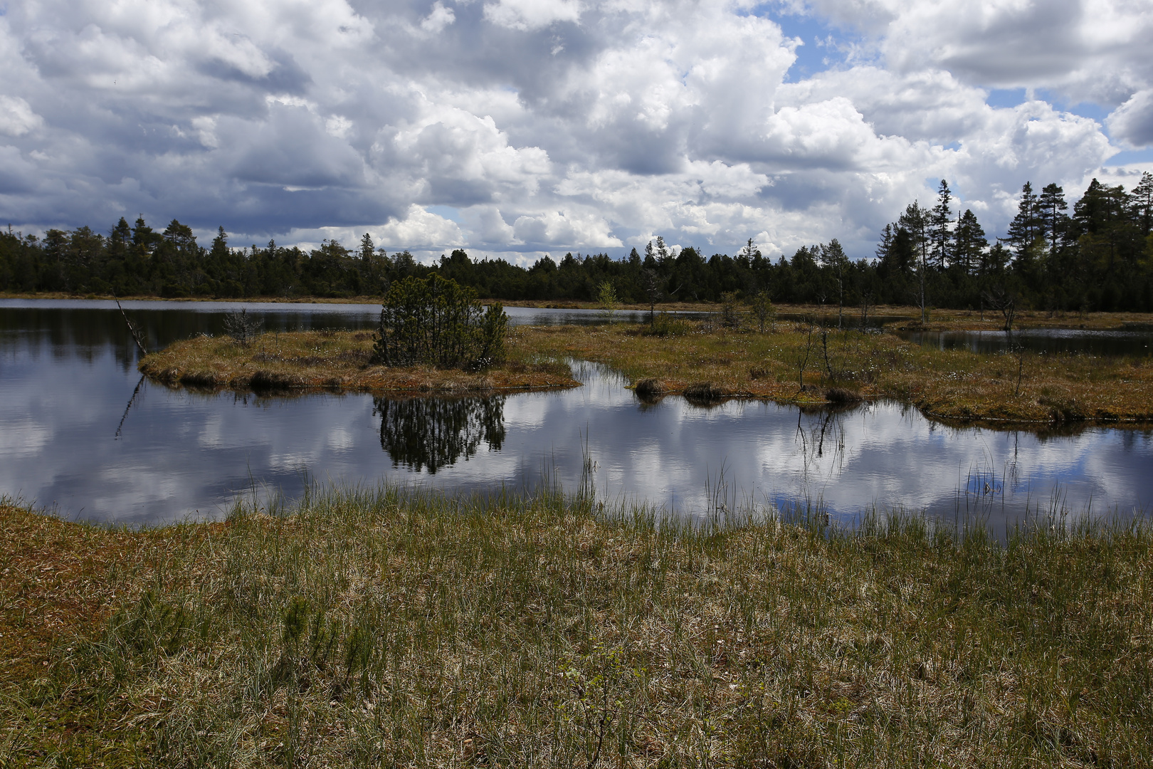 Hochmoor Kaltenbronn Schwarzwald