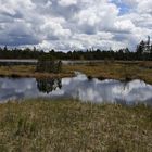 Hochmoor Kaltenbronn Schwarzwald