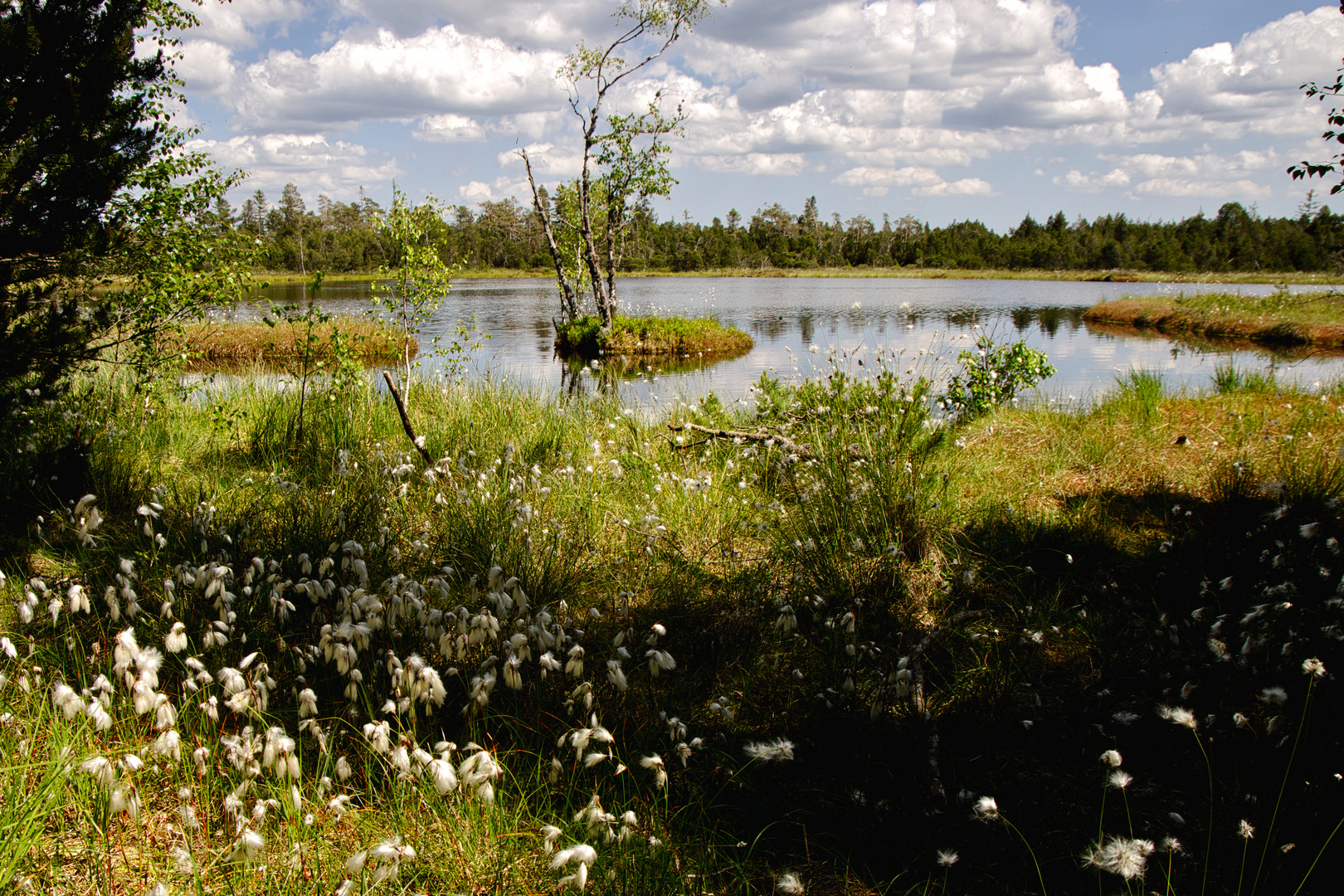 Hochmoor Kaltenbronn; Wildsee