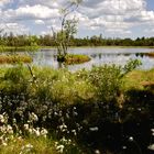 Hochmoor Kaltenbronn; Wildsee