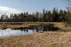 Hochmoor-Kaltenbronn20180422-21920