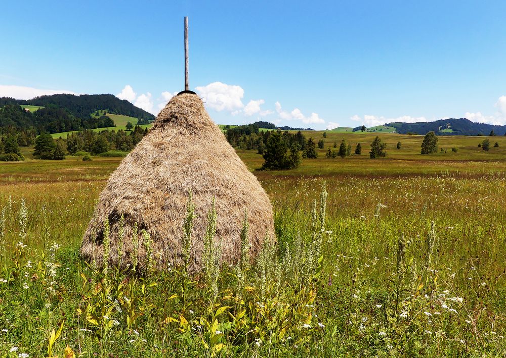 Hochmoor-Landschaft