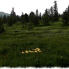 Hochmoor "Langis" beim Glaubenbergpass (Schweiz)