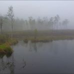 Hochmoor Mecklenbruch in Silberborn/Solling