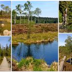 Hochmoor Mecklenbruch in Silberborn/Solling